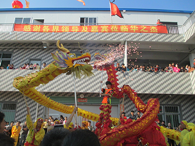 kẹo cây thường xuân 10 năm